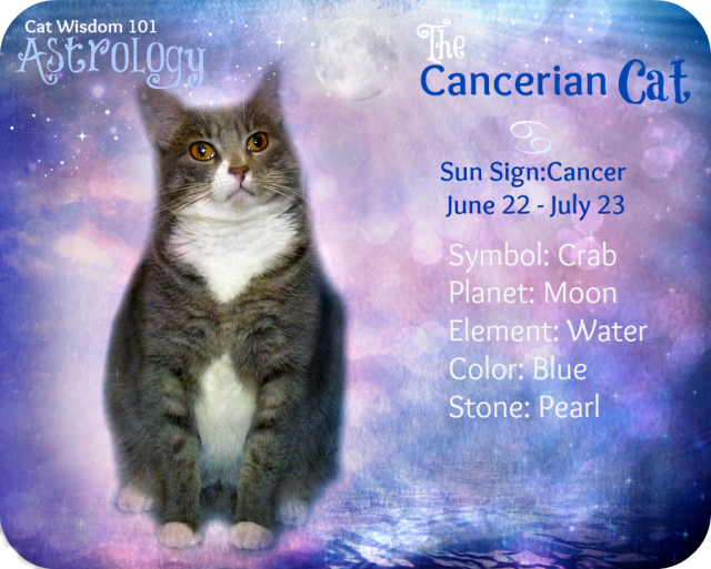 How to find your cat horoscope signs? Heres a super easy way for all cat parents.