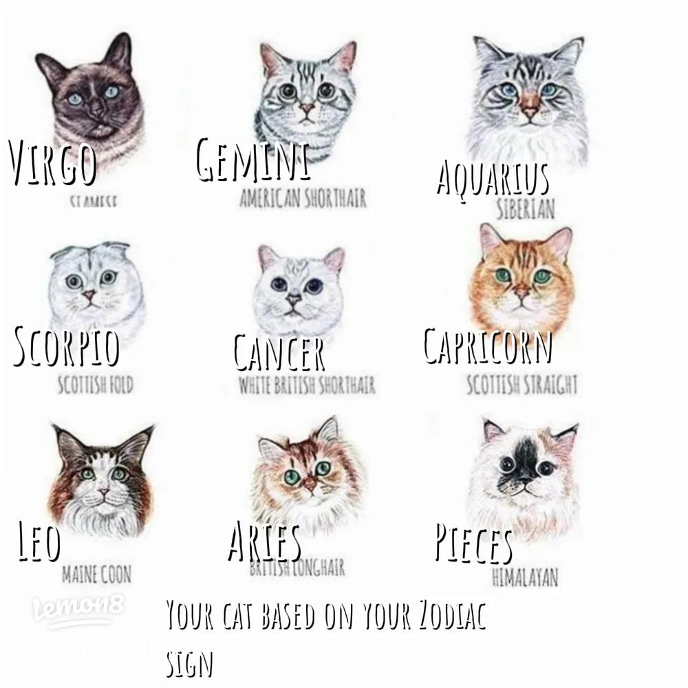 How to find your cat horoscope signs? Heres a super easy way for all cat parents.