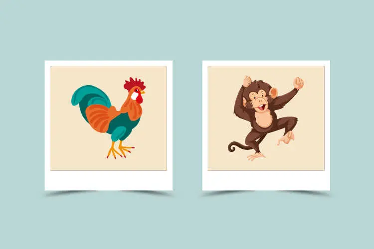 Monkey and Rooster Compatibility: Can They Get Along? Find Out Now!